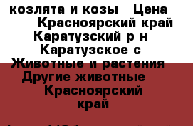 козлята и козы › Цена ­ 500 - Красноярский край, Каратузский р-н, Каратузское с. Животные и растения » Другие животные   . Красноярский край